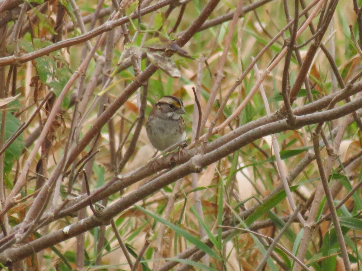 White-throated Sparrow - ML615682962