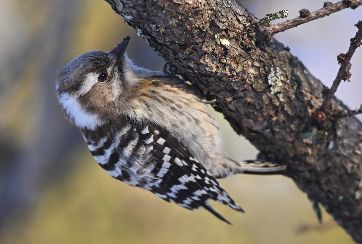 Japanese Pygmy Woodpecker - ML615682974