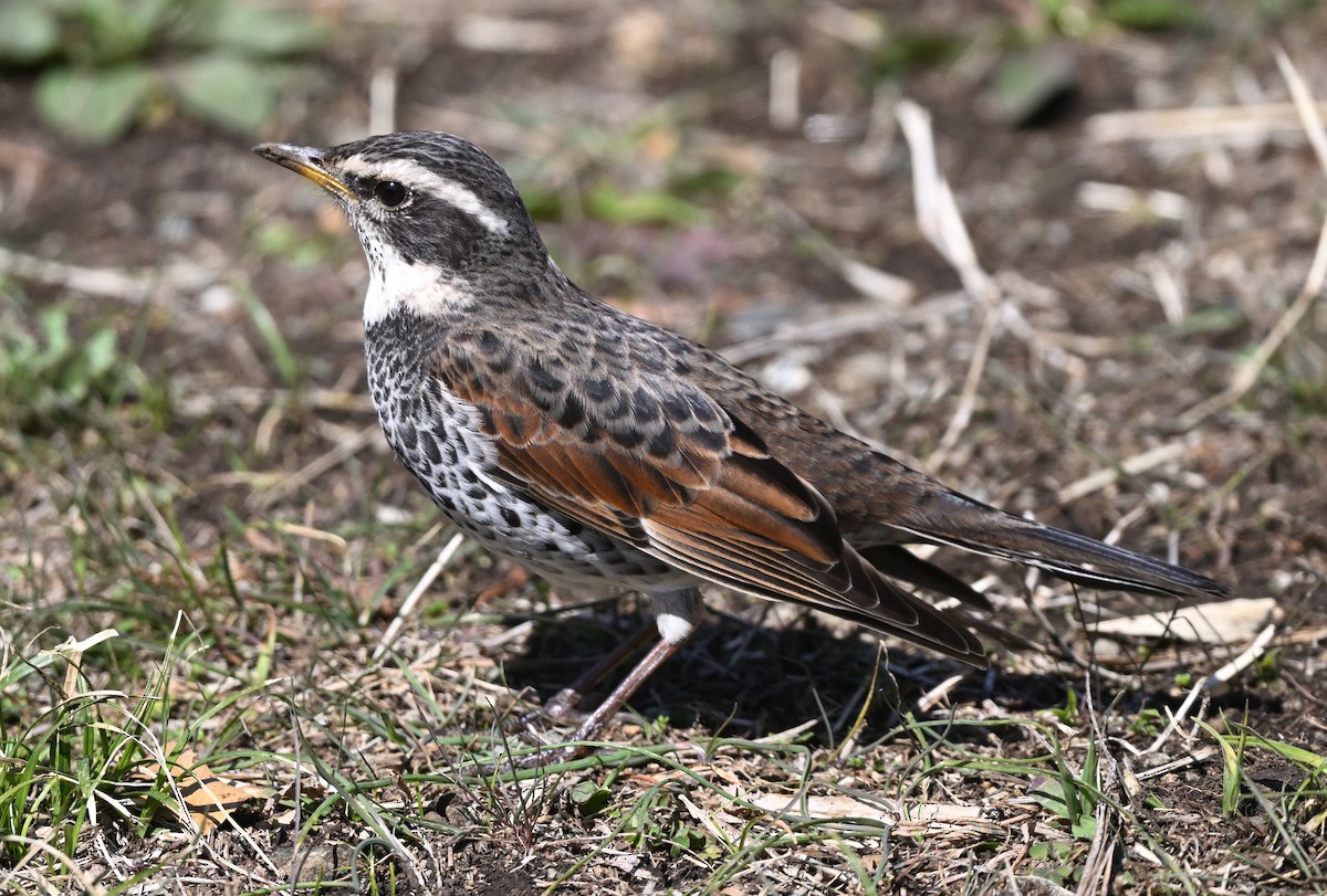 Dusky Thrush - ML615683011