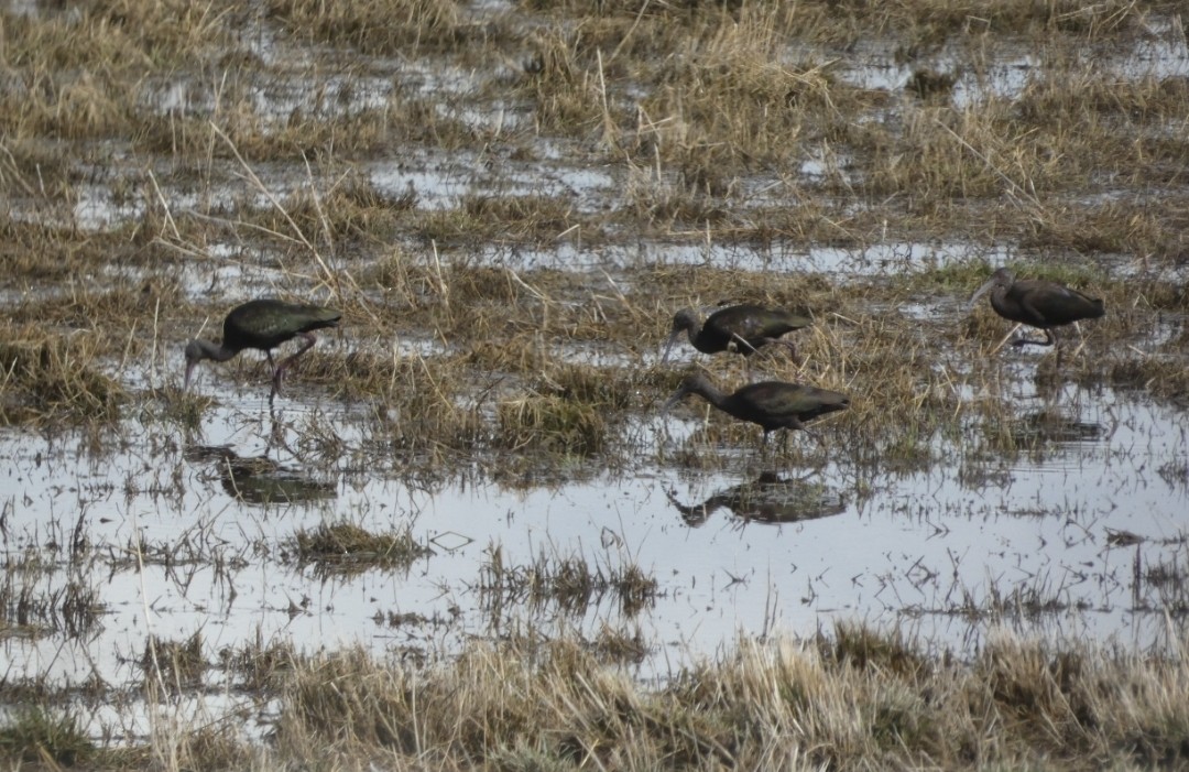 White-faced Ibis - ML615683014