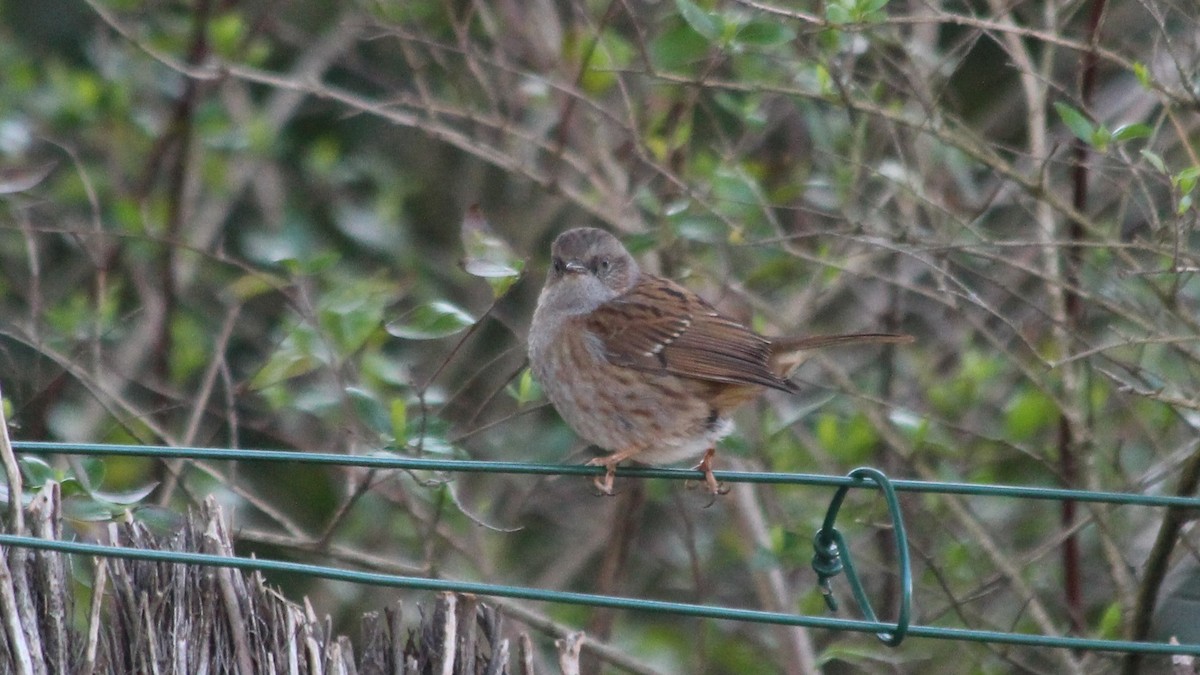Dunnock - ML615683016