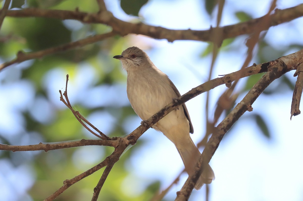 Bulbul de Blanford Occidental - ML615683044