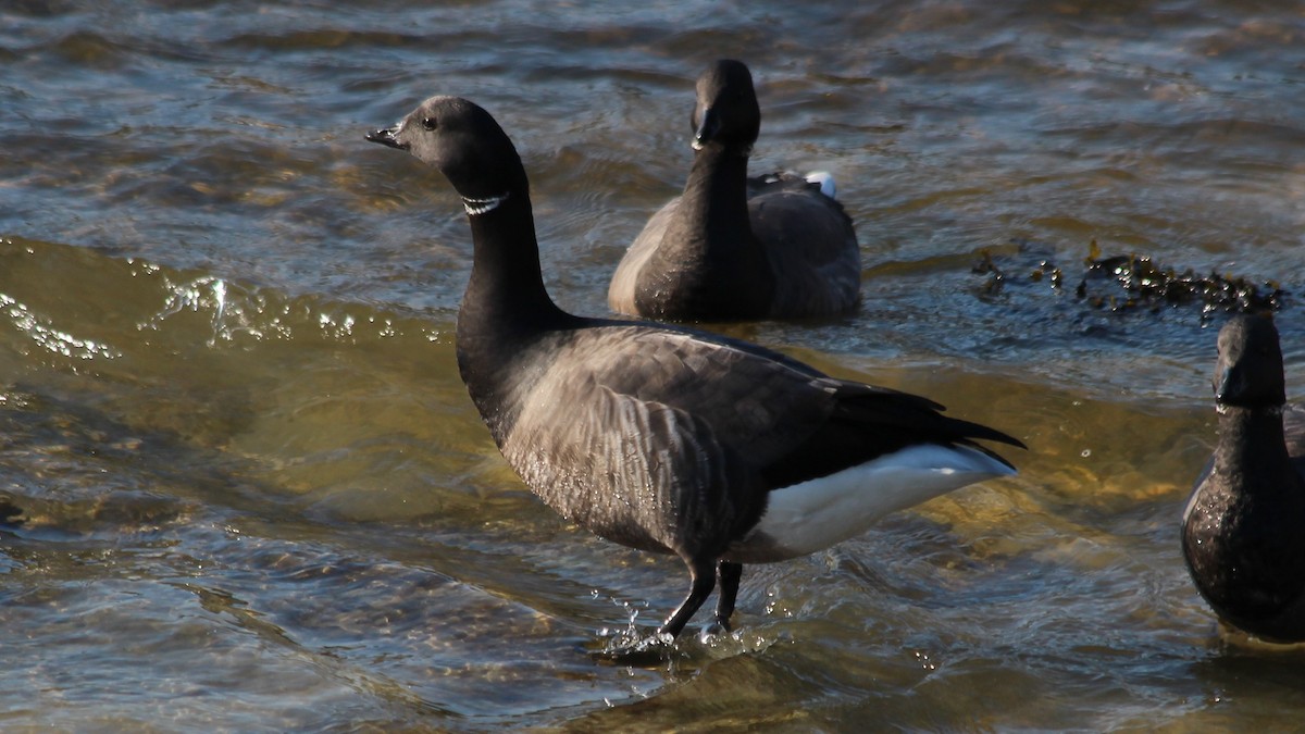 Brant - ML615683053