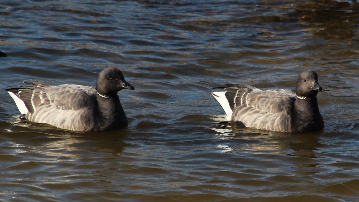 Brant - ML615683054