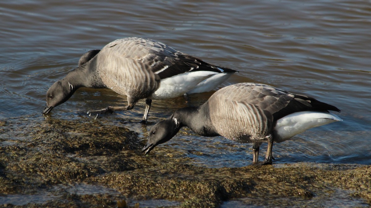 Brant - ML615683055