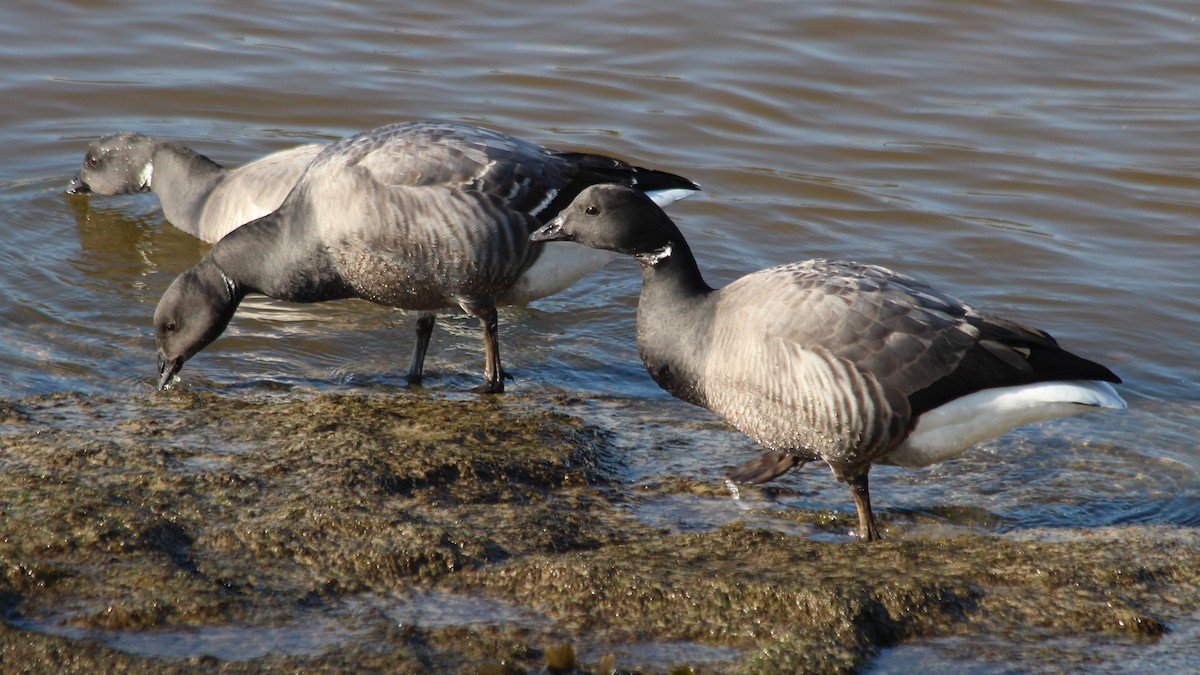 Brant - ML615683056