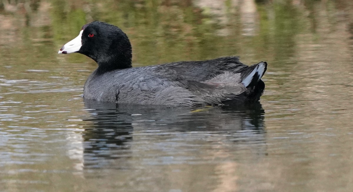 American Coot - Richard Block