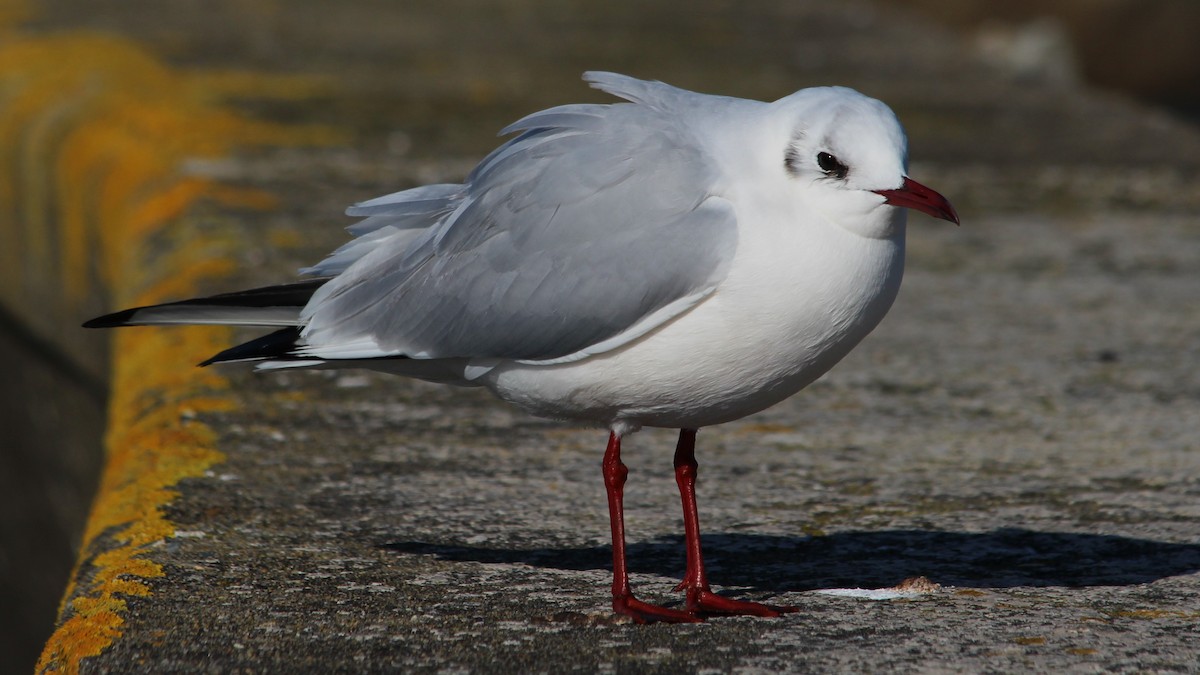 Black-headed Gull - ML615683080