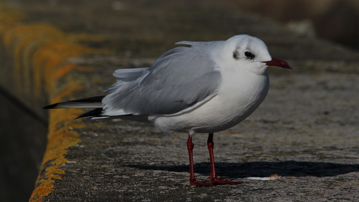 Black-headed Gull - ML615683081