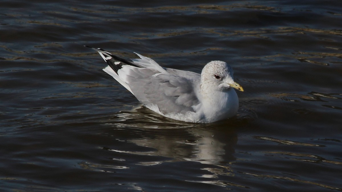 Common Gull - ML615683095