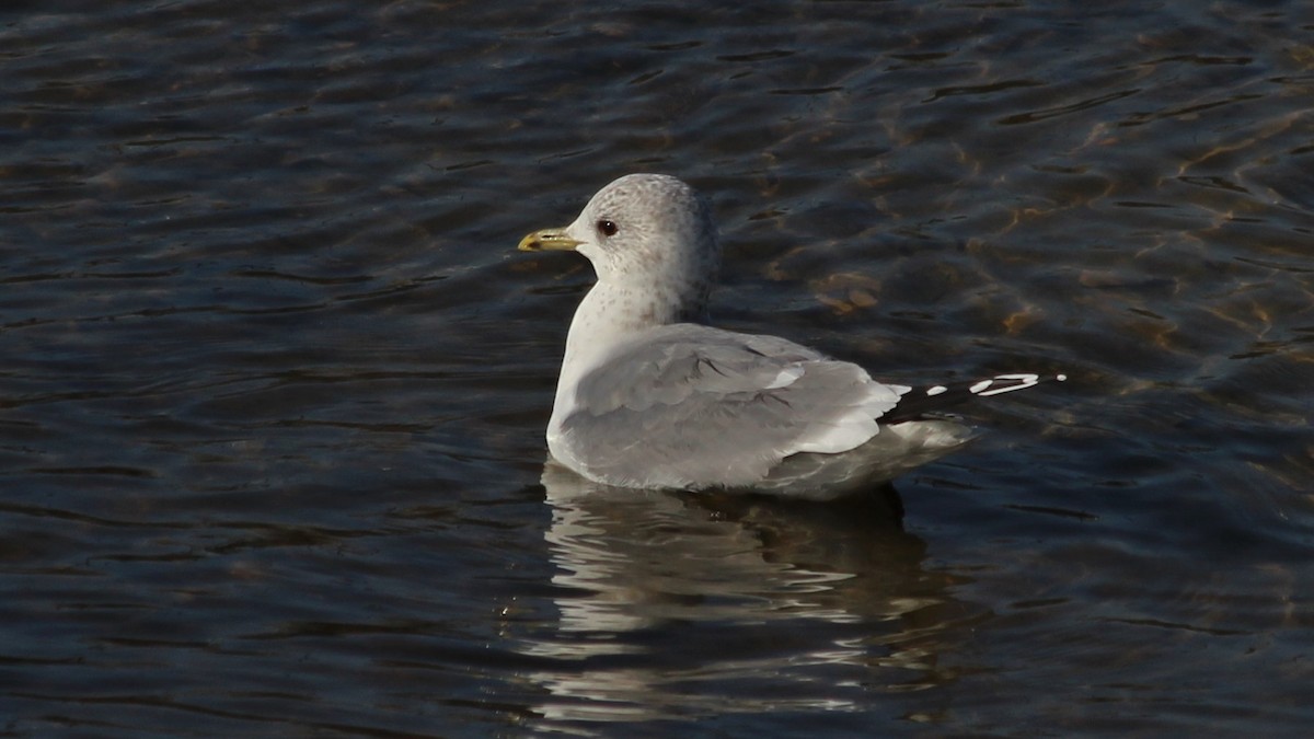 Common Gull - ML615683096