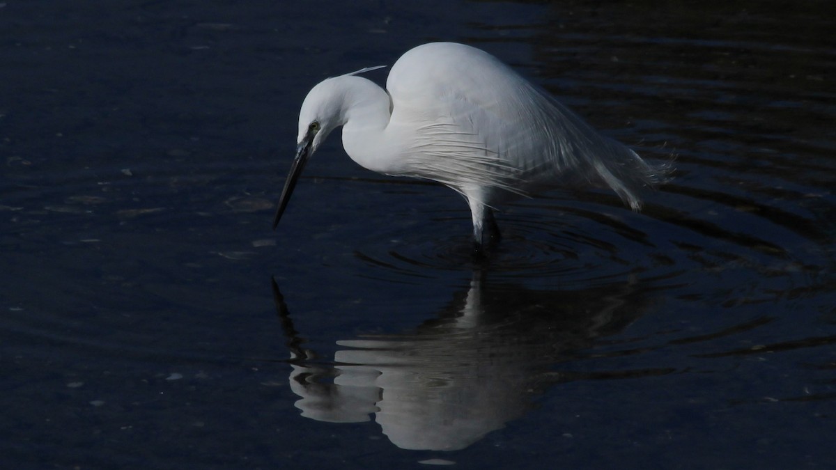 Little Egret - ML615683112