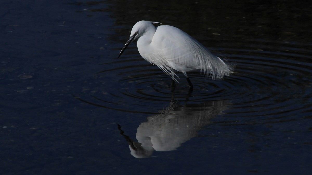 Little Egret - ML615683113