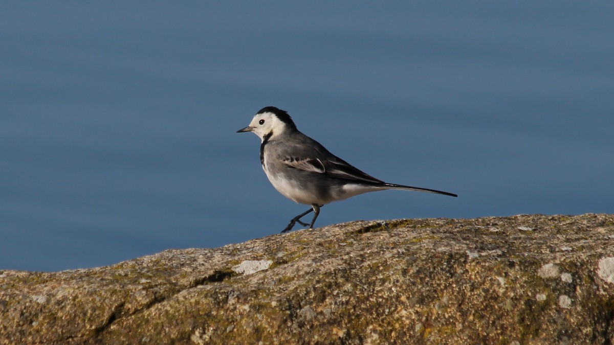 White Wagtail - ML615683138