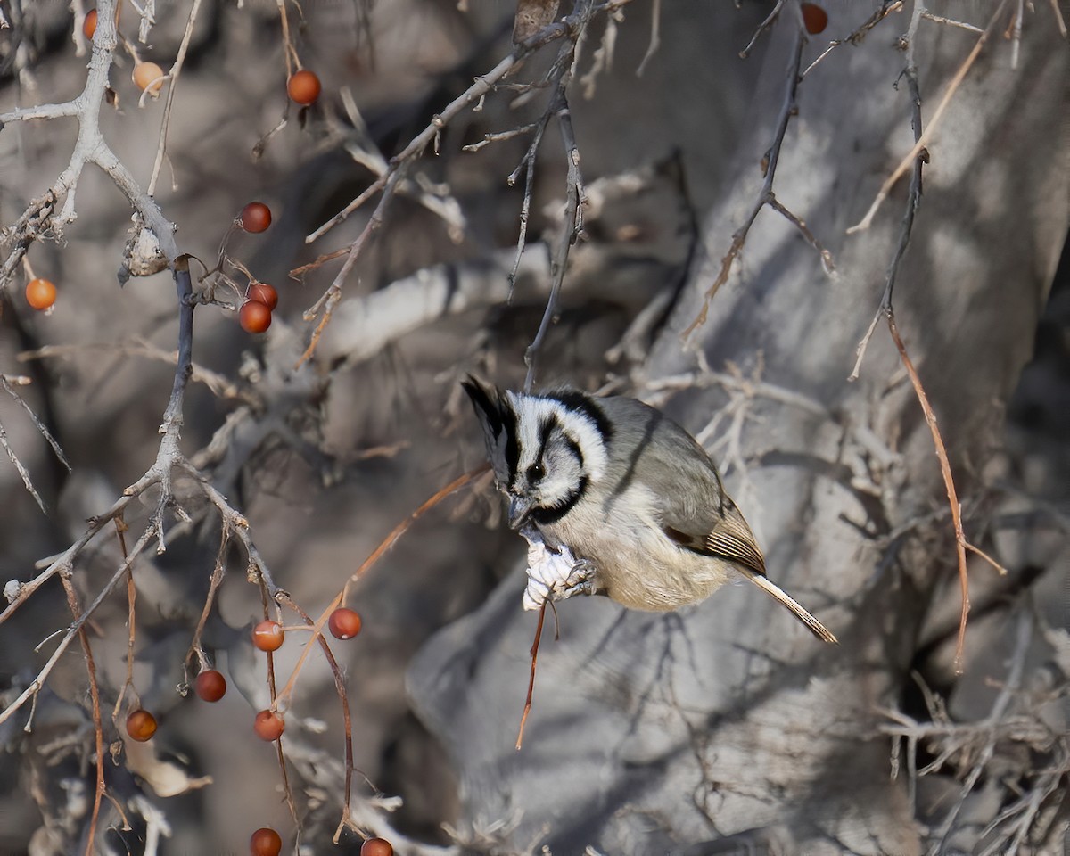 Bridled Titmouse - ML615683190