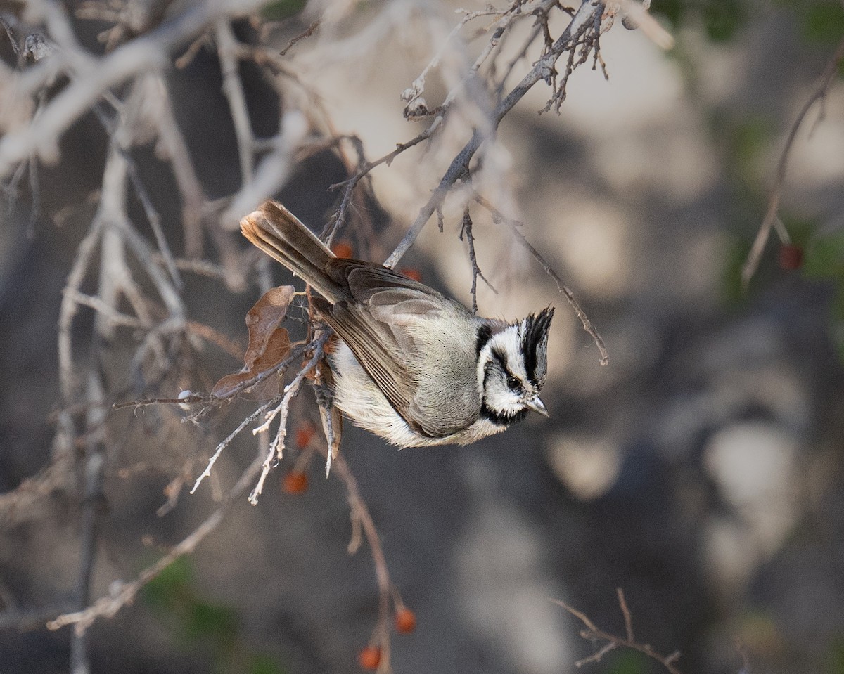 Bridled Titmouse - ML615683191