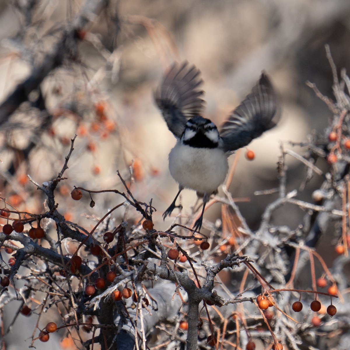 Bridled Titmouse - ML615683192