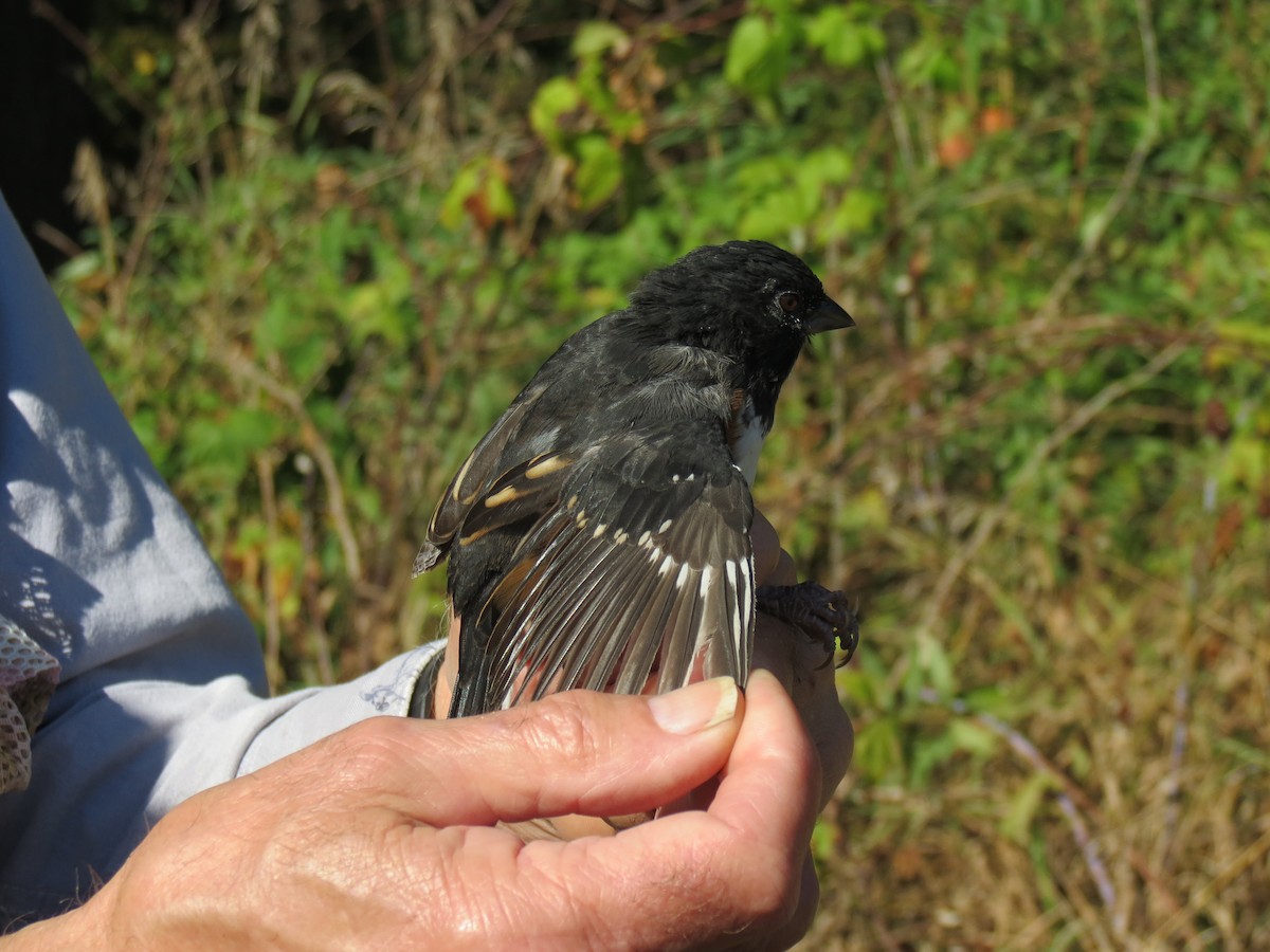 Spotted x Eastern Towhee (hybrid) - ML615683319