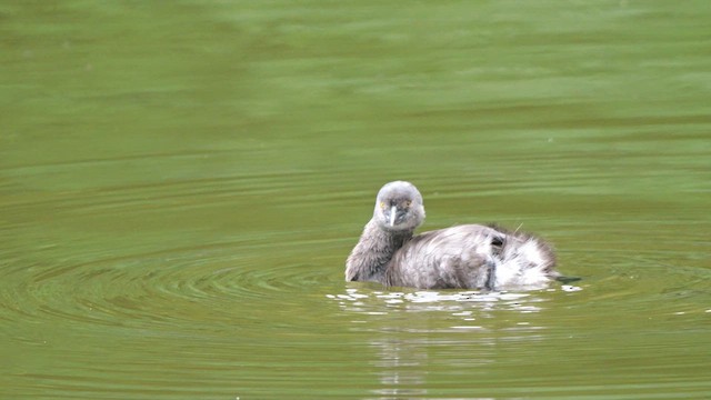 Least Grebe - ML615683325