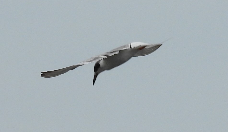 Forster's Tern - John  Paalvast