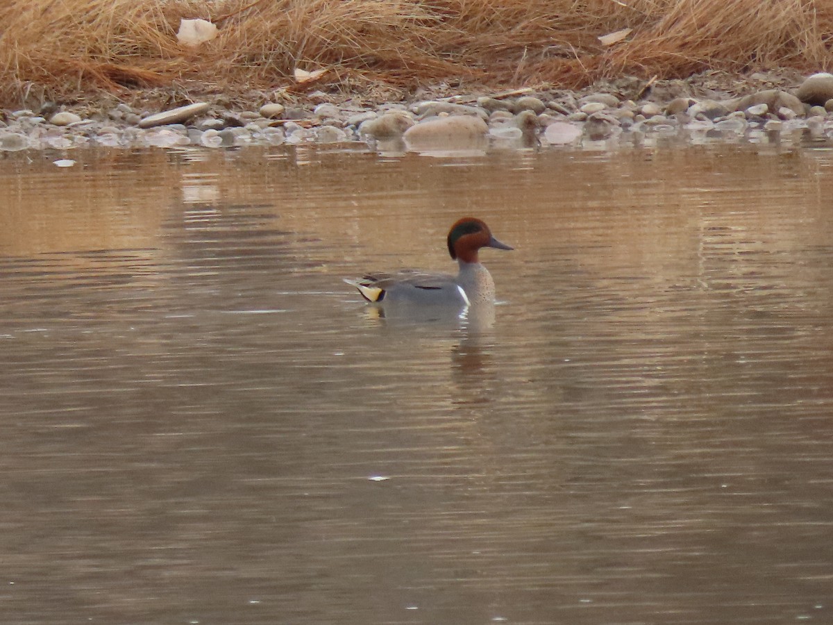 Ногоохон нугас - ML615683357