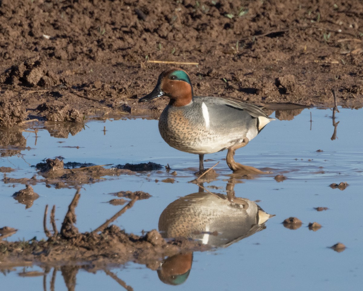 Green-winged Teal - ML615683358