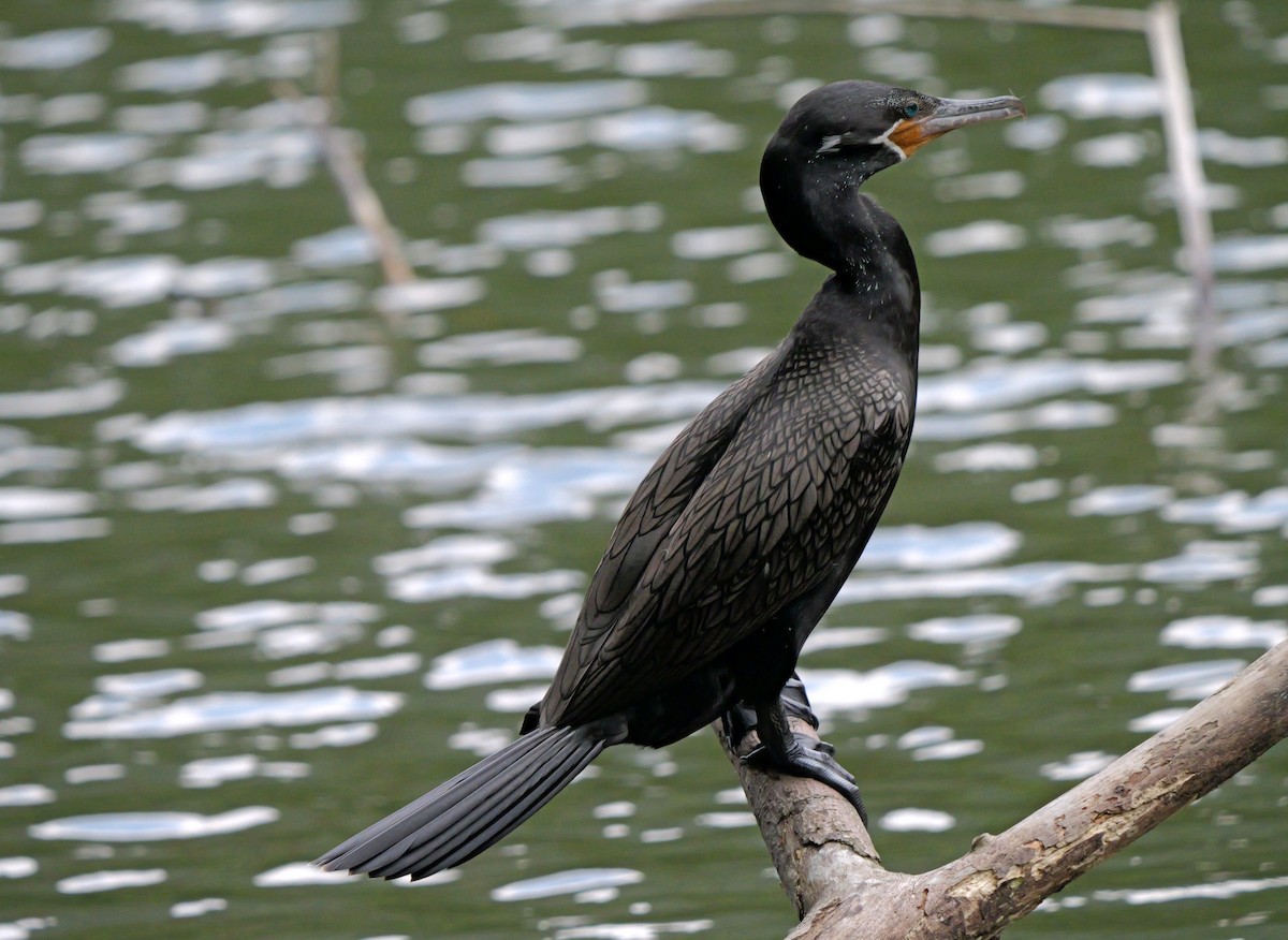 Neotropic Cormorant - ML615683369