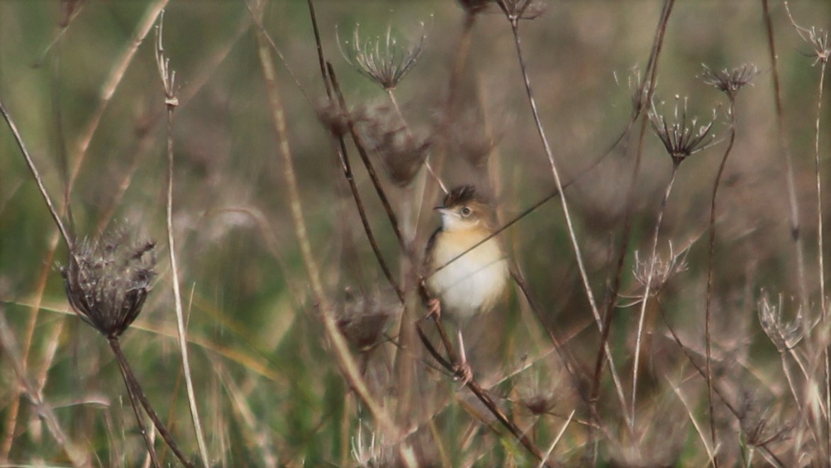 Zitting Cisticola - ML615683377
