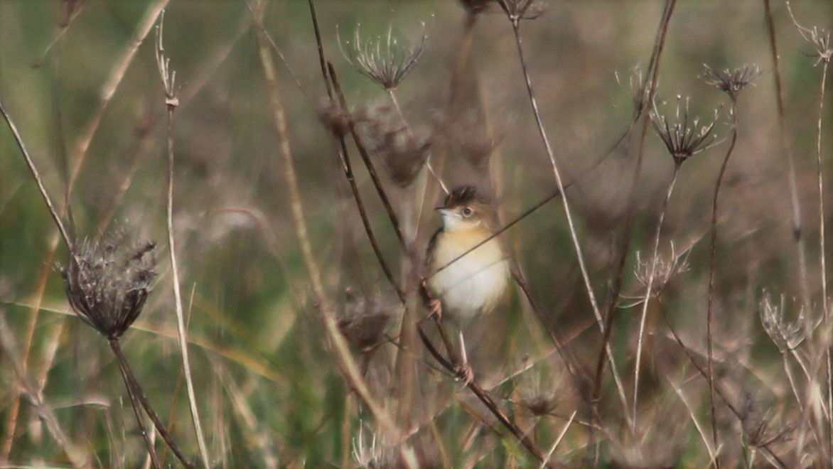 Zitting Cisticola - Anonymous