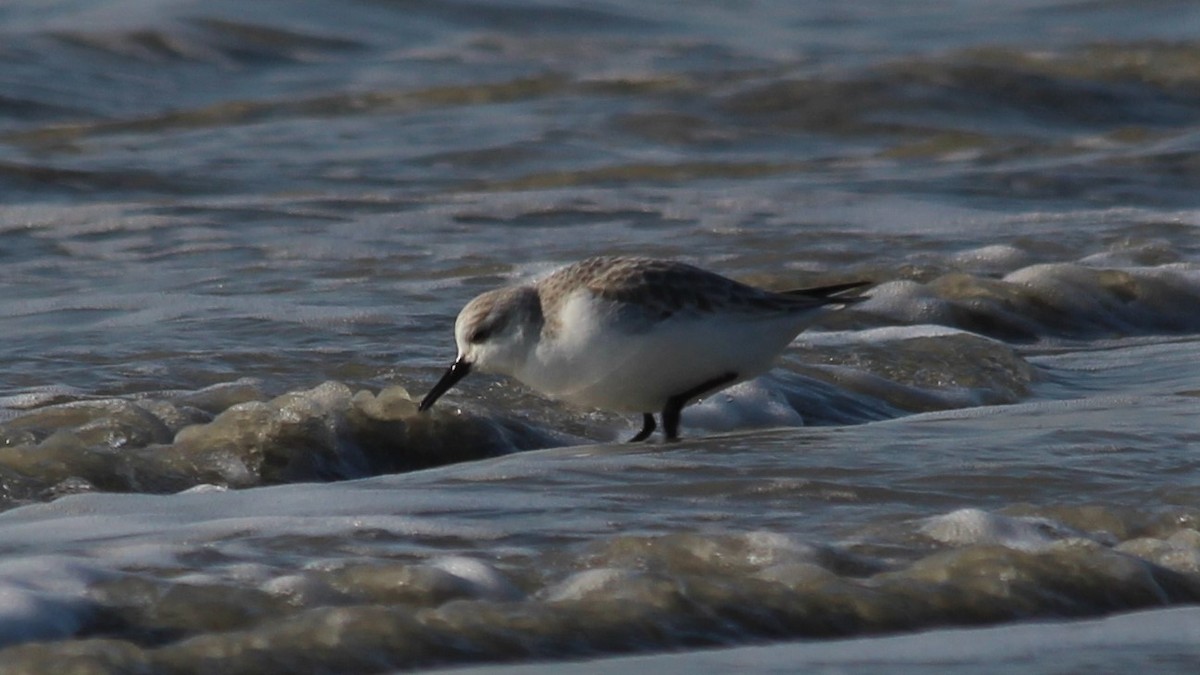 Sanderling - ML615683394