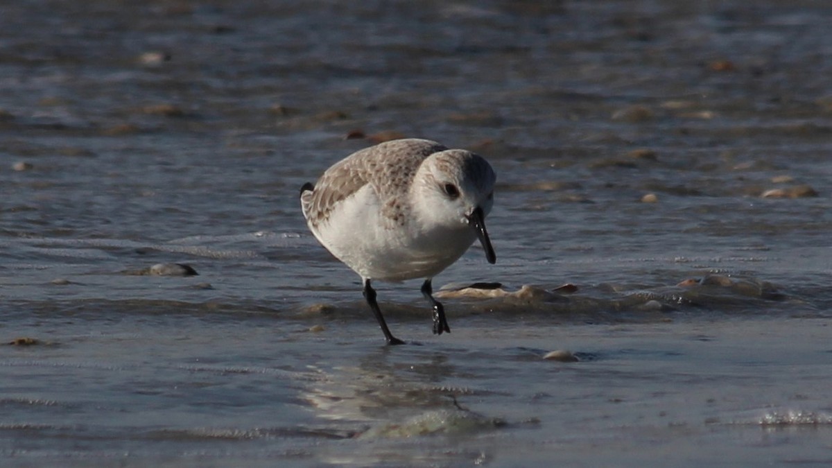 Sanderling - ML615683395