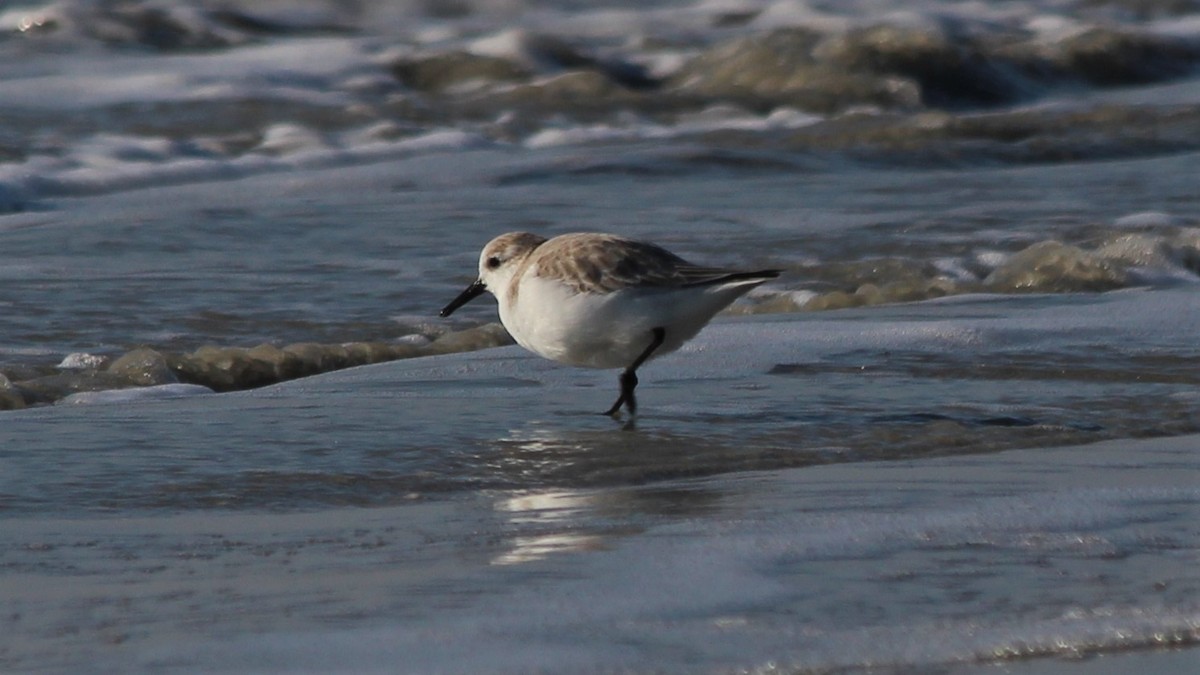 Sanderling - ML615683396