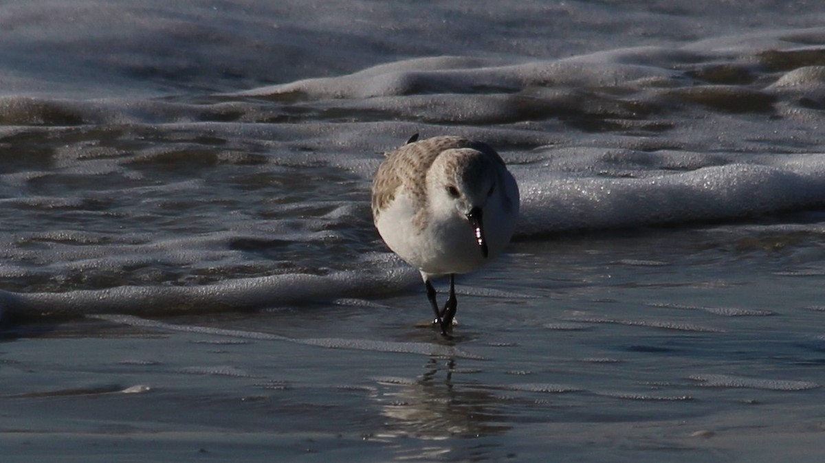 Sanderling - ML615683397
