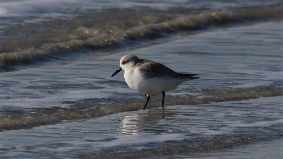 Sanderling - ML615683398