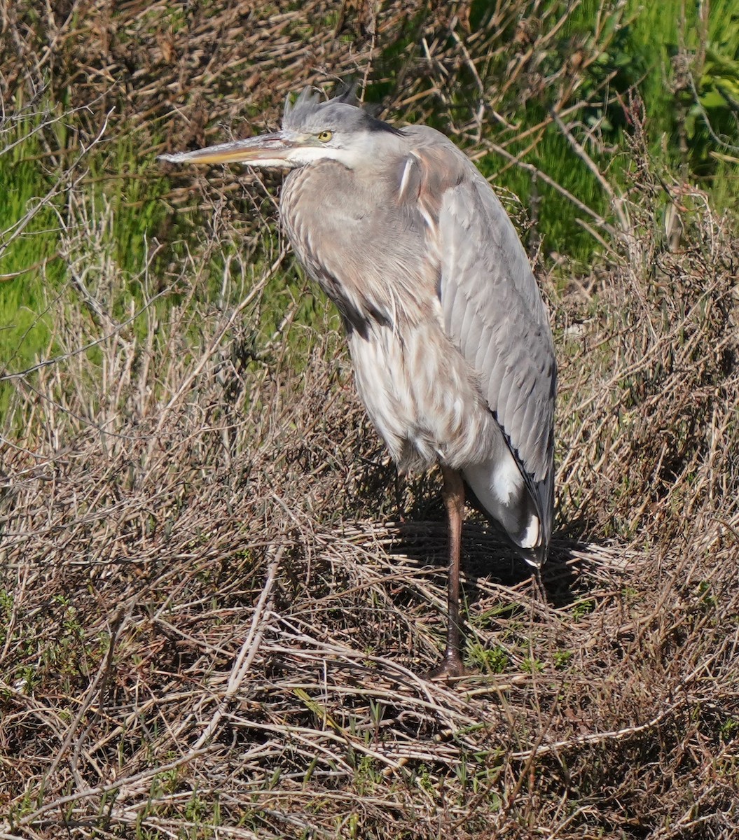 Great Blue Heron - Richard Block