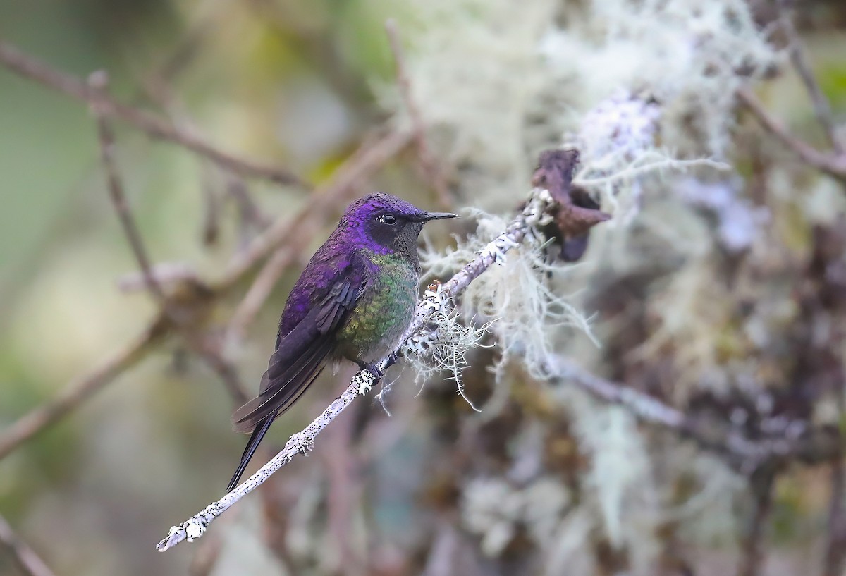 Purple-backed Thornbill - ML615683465