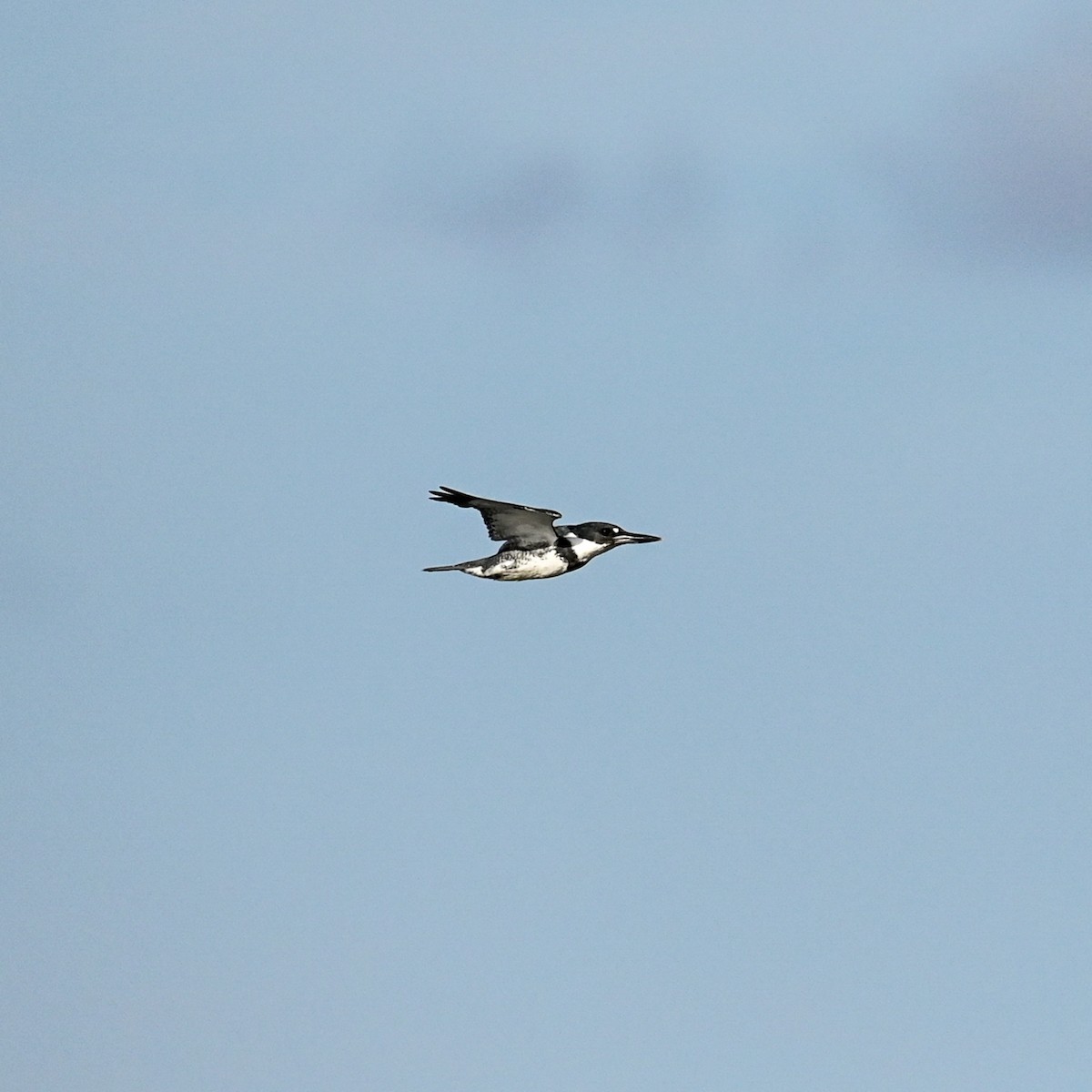 Belted Kingfisher - ML615683468