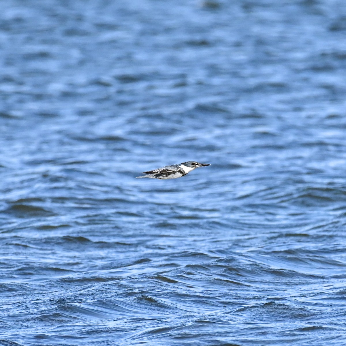 Belted Kingfisher - ML615683469