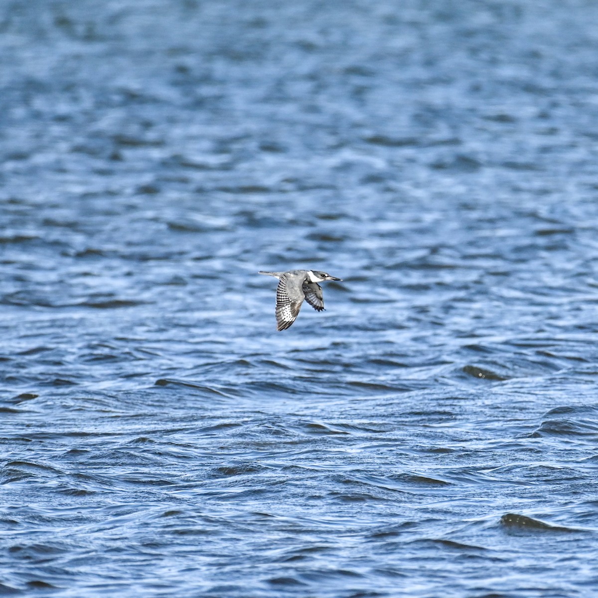Belted Kingfisher - ML615683473