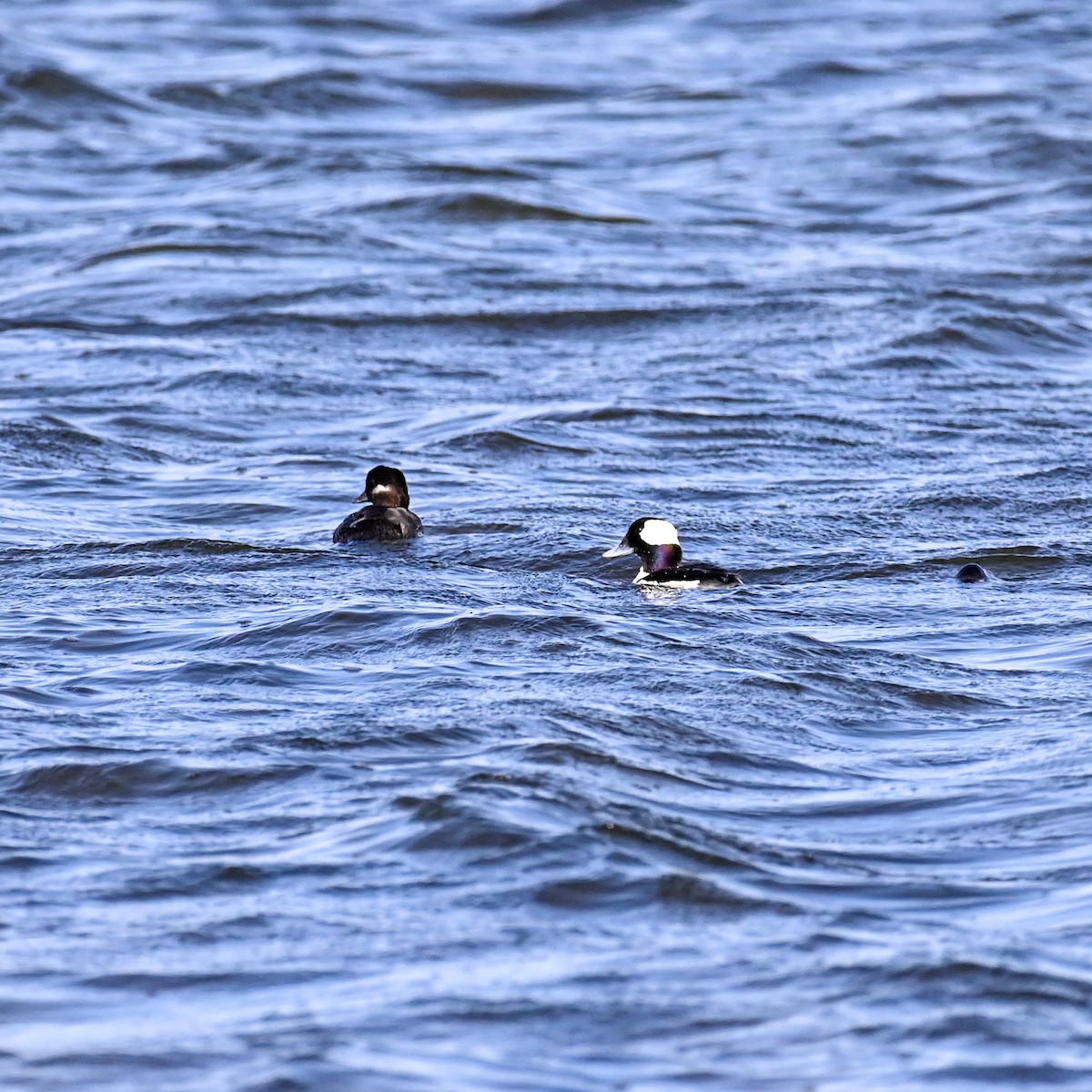 Bufflehead - ML615683486