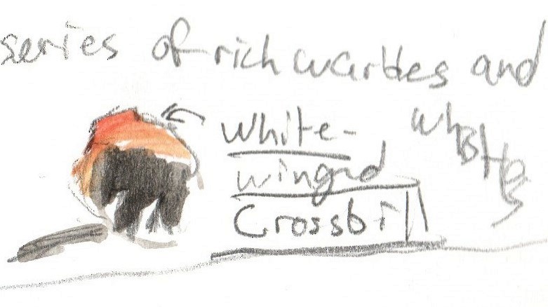 White-winged Crossbill - ML615683522