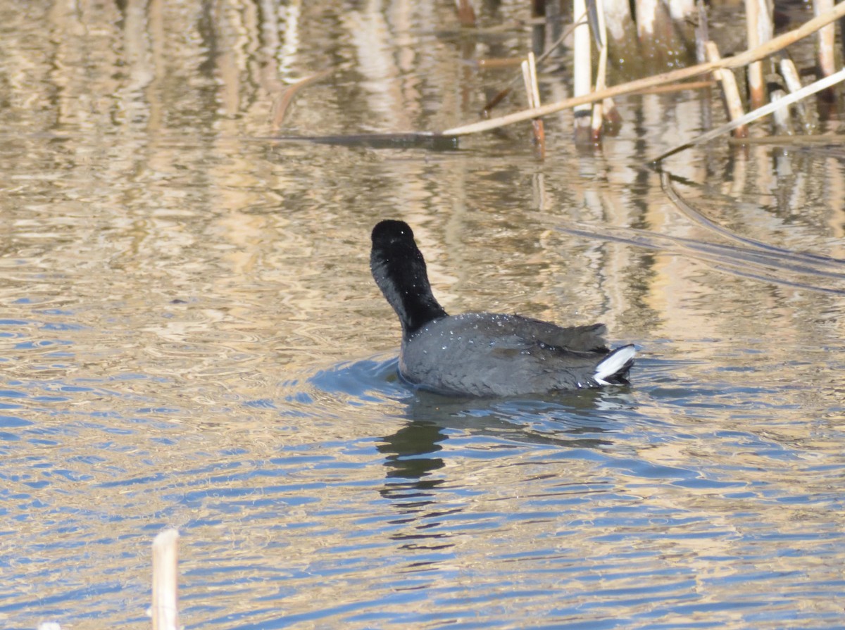 American Coot (Red-shielded) - ML615683533