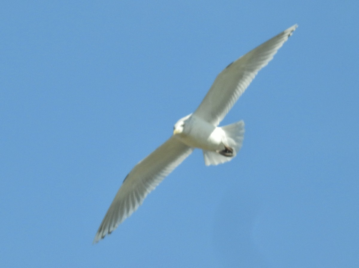 Iceland Gull (Thayer's) - ML615683554