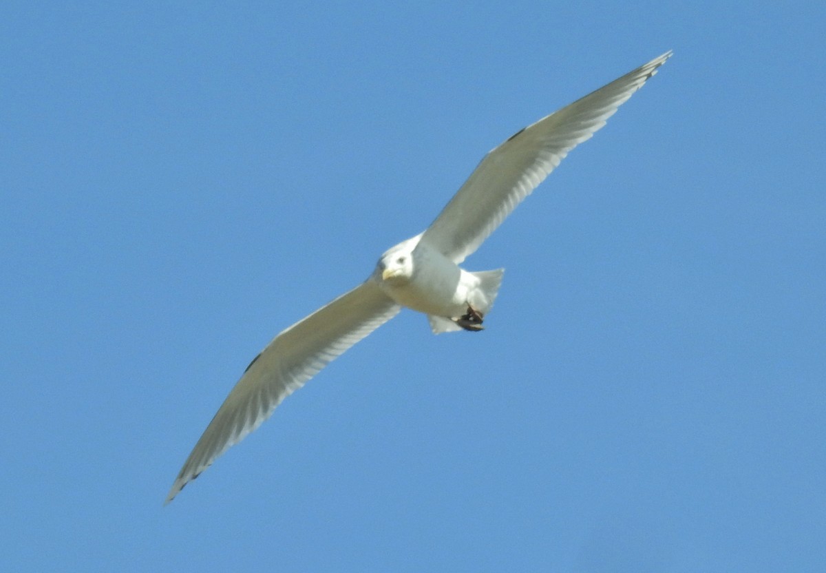 Gaviota Groenlandesa (thayeri) - ML615683555