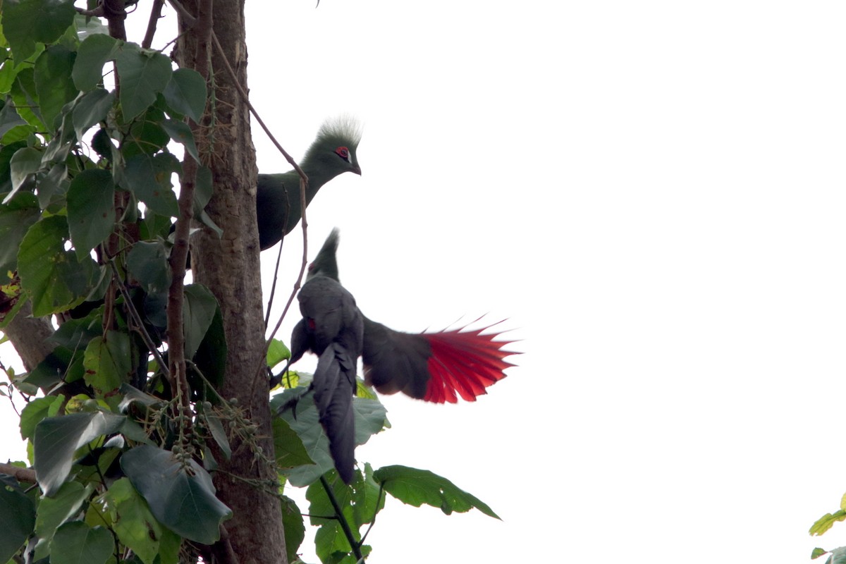 Guinea Turaco - Richard Dunn