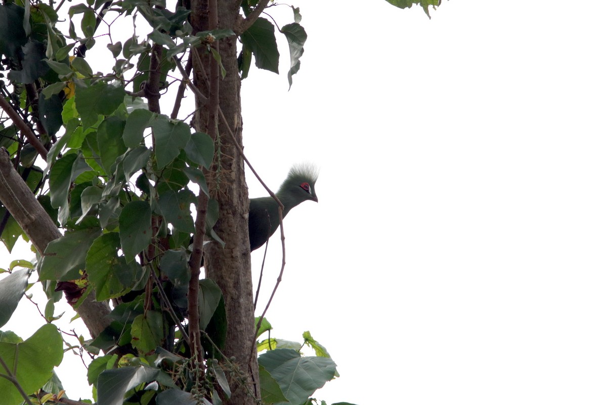 Guinea Turaco - ML615683557