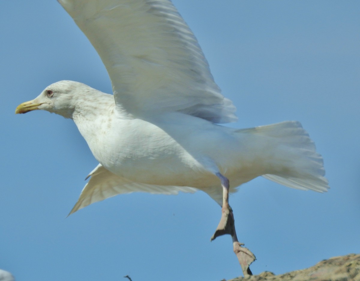 Gaviota Groenlandesa (thayeri) - ML615683558