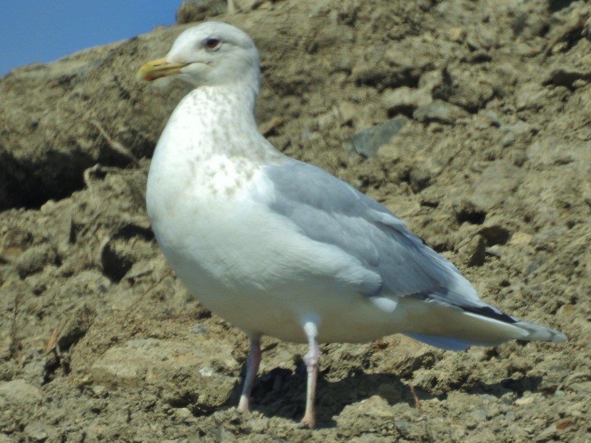 Gaviota Groenlandesa (thayeri) - ML615683559