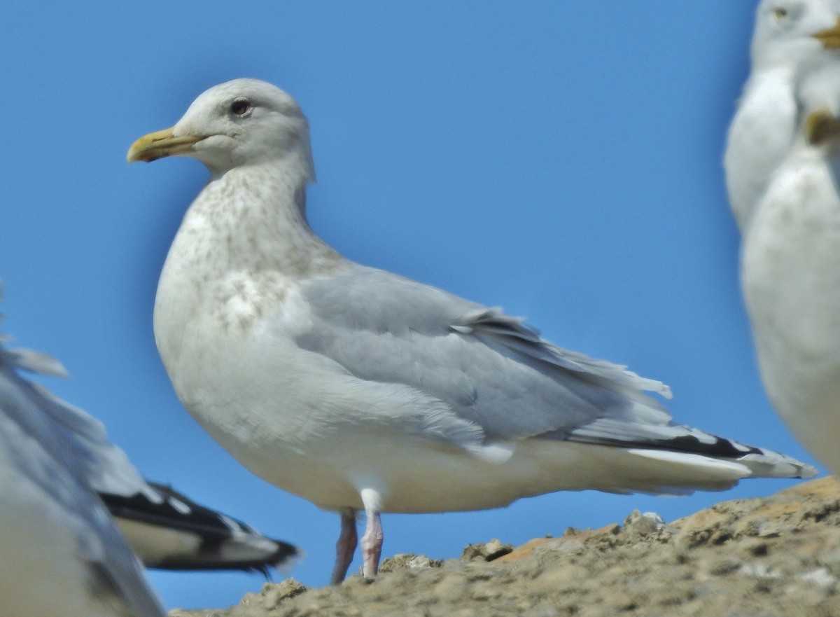 Goéland arctique (thayeri) - ML615683561