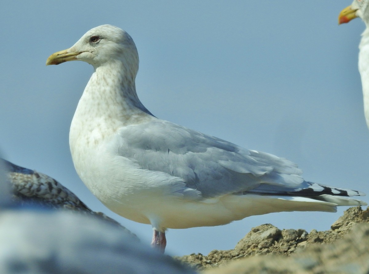 Goéland arctique (thayeri) - ML615683562